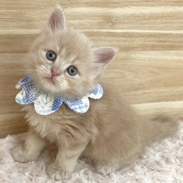 サイベリアン【愛知県・男の子・2024年1月31日・クリームタビー（ロングヘア）】の写真「3月28日~お迎え可能🍀管理番号117」