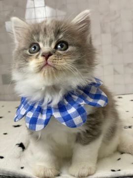 ミヌエット【愛知県・男の子・2021年8月20日・ブルータビー&ホワイト（ロングヘアー）】の写真「☆長足☆10月16日以降お引渡し可⭐︎327」