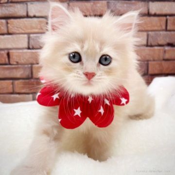 ミヌエット【愛知県・男の子・2021年7月14日・クリームタビー（ロングヘアー）】の写真「人気のクリーム⭐︎※普通足　ID:280」