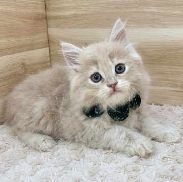 サイベリアン【愛知県・男の子・2024年9月8日・クリームタビー（ロングヘア）】の写真「11月4日~お迎え可能🍀管理番号852」