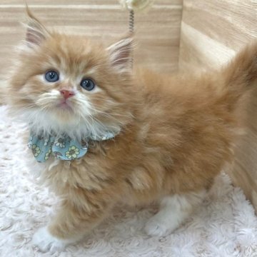 サイベリアン【愛知県・男の子・2024年3月20日・レッドタビー&ホワイト（ロングヘア）】の写真「5月16日~お迎え可能🍀管理番号328」