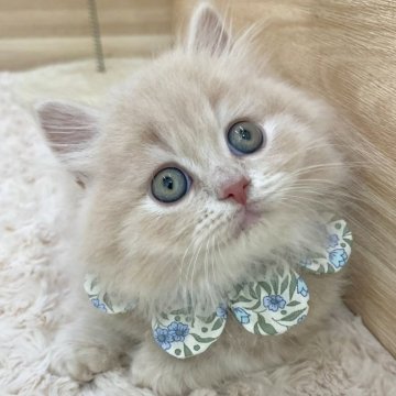 マンチカン(短足)【愛知県・男の子・2024年5月16日・クリームタビー（ロングヘア）】の写真「7月12日~当日お迎え可能🌸管理番号462」