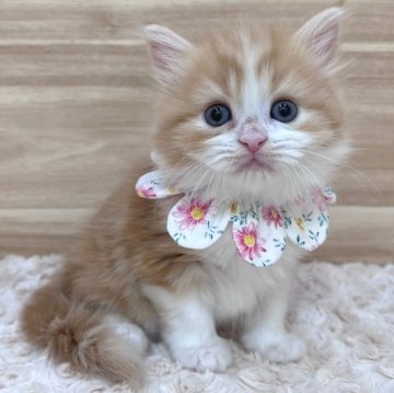 サイベリアン【愛知県・女の子・2024年2月20日・レッドタビー&ホワイト（ロングヘア）】の写真「4月17日~お迎え可能🍀管理番号202」