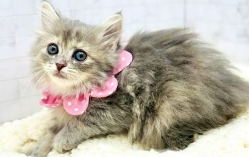 サイベリアン【愛知県・女の子・2021年10月24日・ブルーパッチドタビー（ロングヘア）】の写真「12月20日よりお引渡し可能⭐︎457」