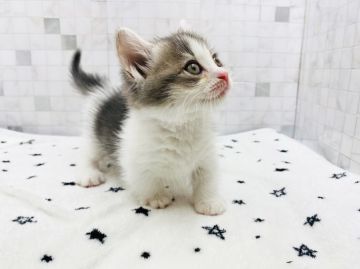 マンチカン(短足)【愛知県・女の子・2021年8月29日・ブルータビー&ホワイト（ショートヘアー）】の写真「10月25日よりお迎え可能 ☆ID:349」