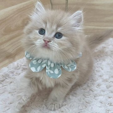 サイベリアン【愛知県・男の子・2024年2月25日・クリームタビー（ロングヘア）】の写真「4月22日~お迎え可能🍀管理番号224」