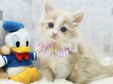 サイベリアン【愛知県・女の子・2021年10月19日・クリームタビー&ホワイト（ロングヘアー）】の写真「12月15日よりお引渡し可能⭐︎446」