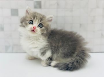 マンチカン(短足)【愛知県・女の子・2021年8月29日・ブルータビー&ホワイト（ロングヘア）】の写真「キュート☆  ID:348」