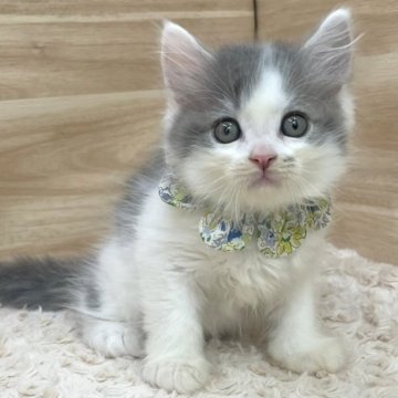 サイベリアン【愛知県・男の子・2024年8月15日・ブルータビー&ホワイト（ロングヘア）】の写真「10月11日~当日お迎え可能🌸管理番号783」