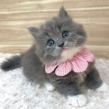 サイベリアン【愛知県・女の子・2024年3月6日・ブルータビー&ホワイト（ロングヘア）】の写真「5月2日~お迎え可能🍀管理番号287」