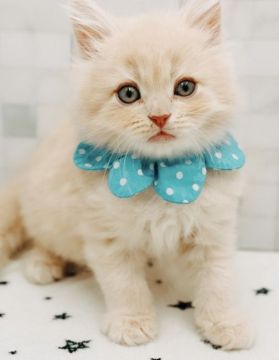 サイベリアン【愛知県・男の子・2021年9月14日・クリームタビー&ホワイト】の写真「11月10日よりお引渡し可能⭐︎367」