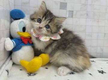 サイベリアン【愛知県・女の子・2022年2月4日・キャリコ（ロングヘア）】の写真「4月2日よりお迎え可能⭐︎36」