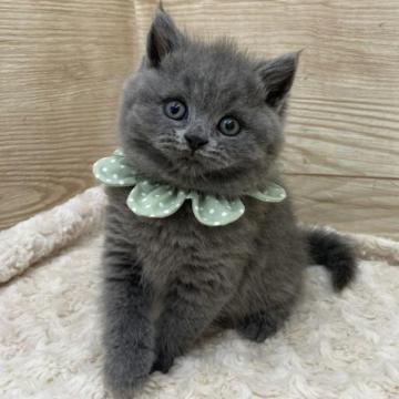 ブリティッシュショートヘア【愛知県・男の子・2022年11月29日・ブルー（ショートヘア）】の写真「1月25日〜お迎え可能⭐︎769」