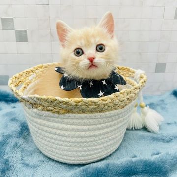 マンチカン(長足)【愛知県・男の子・2021年8月18日・クリームタビー（ショートヘアー）】の写真「人気のクリーム⭐︎320」