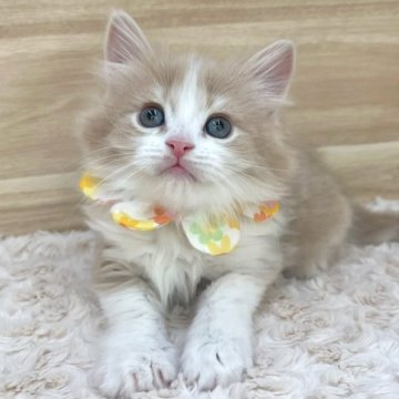 サイベリアン【愛知県・女の子・2024年2月25日・クリームタビー&ホワイト（ロングヘア）】の写真「4月22日~お迎え可能🍀管理番号225」