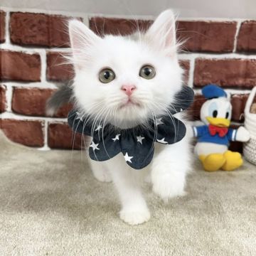 サイベリアン【愛知県・男の子・2021年5月20日・ブルータビー&ホワイトバン（長毛）】の写真「8月26日までで掲載終了です⭐︎」
