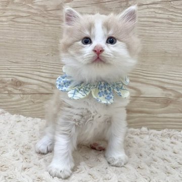 サイベリアン【愛知県・男の子・2024年9月3日・クリームタビー&ホワイト（ロングヘア）】の写真「10月30日~お迎え可能🍀管理番号152*」