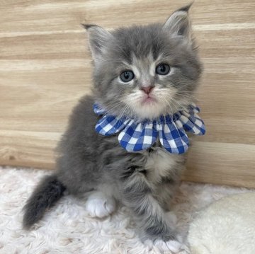 サイベリアン【愛知県・男の子・2024年3月16日・ブルータビー&ホワイト（ロングヘア）】の写真「5月12日~お迎え可能🍀管理番号315」