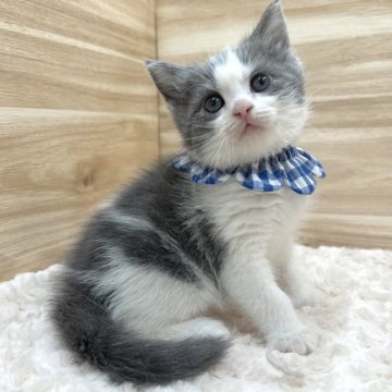 マンチカン(長足)【愛知県・男の子・2023年10月6日・ブルータビー&ホワイト（ショートヘア）】の写真「12月2日~お迎え可能☆管理番号190」