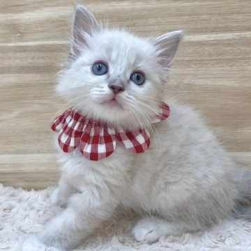 ラグドール【愛知県・女の子・2024年3月25日・ブルーポイントミテッド（ロングヘア）】の写真「5月21日~お迎え可能🍀管理番号340」