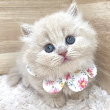 マンチカン(短足)【愛知県・女の子・2024年6月16日・クリームタビー（ロングヘア）】の写真「8月12日~お迎え可能🍀管理番号617」