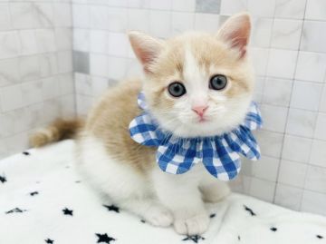 マンチカン(短足)【愛知県・男の子・2021年8月24日・クリームタビー&ホワイト（ショートヘアー）】の写真「短足⭐︎10月20日以降お引渡し可能☆335」