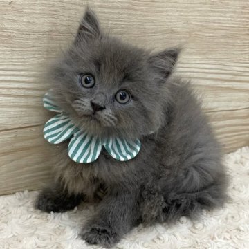 サイベリアン【愛知県・男の子・2023年6月25日・ブルー（ロングヘア）】の写真「当日お迎え可能🌸管理番号645」