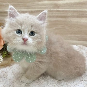サイベリアン【愛知県・男の子・2024年4月24日・クリームタビー&ホワイト（ロングヘア）】の写真「6月20日~お迎え可能🍀管理番号410」