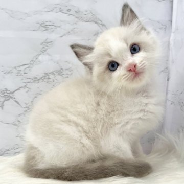 ラグドール【愛知県・男の子・2024年7月25日・ブルーポイントバイカラー（ロングヘア）】の写真「9月20日~お迎え可能🍀管理番号66°」