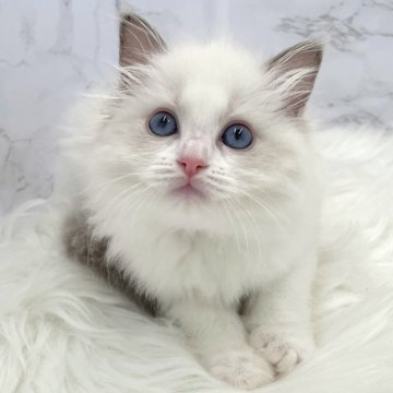 ラグドール【愛知県・女の子・2024年4月16日・ブルーポイントバイカラー（ロングヘア）】の写真「6月12日~お迎え可能🍀管理番号9°」