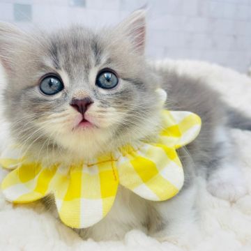 ミヌエット【愛知県・女の子・2021年8月20日・ブルータビー&ホワイト（ロングヘアー）】の写真「短足⭐︎ 10月16日よりお迎え可能 ☆328」