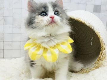 サイベリアン【愛知県・女の子・2021年10月24日・ダイリュートキャリコ（ロングヘア）】の写真「12月20日よりお引渡し可能⭐︎461」