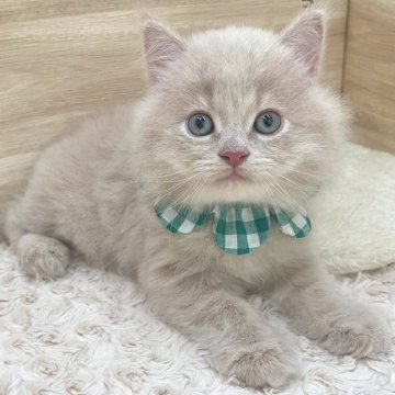 サイベリアン【愛知県・男の子・2024年5月20日・クリームタビー（ロングヘア）】の写真「7月16日~お迎え可能🍀管理番号476」