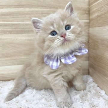 ミヌエット(長足)【愛知県・女の子・2024年6月11日・クリームタビー（ロングヘア）】の写真「8月7日~お迎え可能🍀管理番号591」