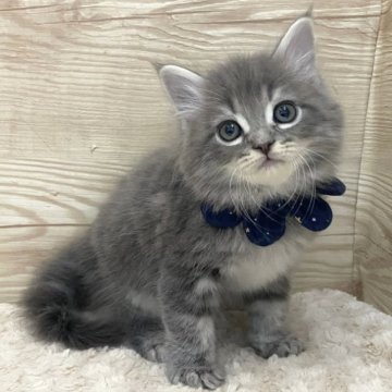 サイベリアン【愛知県・男の子・2023年10月27日・ブルータビー（ロングヘア）】の写真「12月23日~お迎え可能☆管理番号243」