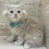 サイベリアン【愛知県・男の子・2022年6月11日・クリームタビー】の写真1