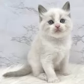 ラグドール【愛知県・男の子・2024年7月21日・ブルーポイントバイカラー】の写真1