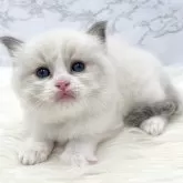 ラグドール【愛知県・男の子・2024年9月13日・ブルーポイントバイカラー】の写真1