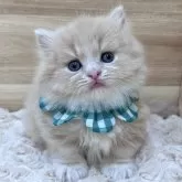 ミヌエット(短足)【愛知県・男の子・2024年1月4日・クリームタビー&ホワイト】の写真1「2/7撮影📸✨」