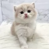 ミヌエット(長足)【愛知県・女の子・2024年9月10日・クリームタビー&ホワイト】の写真1