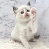 ラグドール【愛知県・女の子・2024年7月21日・ブルーポイントバイカラー】の写真1