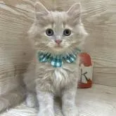 サイベリアン【愛知県・男の子・2022年6月11日・クリームタビー】の写真2