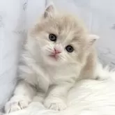 ミヌエット(長足)【愛知県・女の子・2024年9月10日・クリームタビー&ホワイト】の写真2