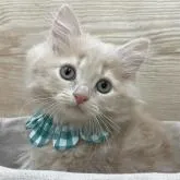 サイベリアン【愛知県・男の子・2022年6月11日・クリームタビー】の写真3