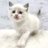 ラグドール【愛知県・女の子・2024年7月21日・ブルーポイントバイカラー】の写真3