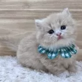 ミヌエット(短足)【愛知県・男の子・2024年1月4日・クリームタビー&ホワイト】の写真3