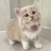 スコティッシュフォールド(立ち耳)【愛知県・女の子・2023年5月31日・クリームタビー&ホワイト】の写真3