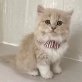 スコティッシュフォールド(立ち耳)【愛知県・女の子・2023年5月31日・クリームタビー&ホワイト】の写真4