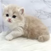 ミヌエット(長足)【愛知県・女の子・2024年9月10日・クリームタビー&ホワイト】の写真4