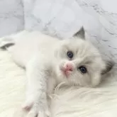 ラグドール【愛知県・男の子・2024年9月13日・ブルーポイントバイカラー】の写真4